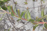 Seabeach evening primrose